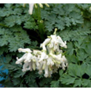 Småhjerte (Dicentra hybr. 'Ivory Hearts'®) - Staude i 1 liter potte