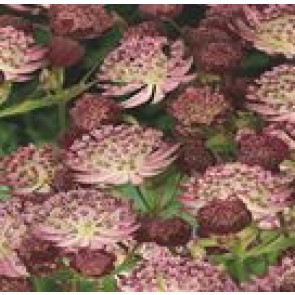 Stjerneskærm (Astrantia hybrid 'Star of Passion') - Staude i 1 liter potte