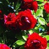 Slyngrose (Rosa 'Flammentanz') - Klatrerose i 4 l potte