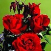 Storblomstret rose (Rosa 'Gisselfeld' (n)) - A-kval. Barrodet Sælges kun i bundter a 5 stk