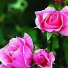 Storblomstret rose (Rosa 'Queen Elizabeth') - Storblomstret rose i 4 l potte