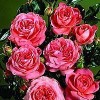 Buketrose (Rosa 'Schackenborg' ®) - Slotsrose i 4 l rose