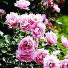Bunddækkende rose (Rosa 'Summerwind' ®) - A.kval. CO