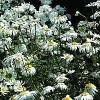 Margerit (Leucanthemum superbum 'Wirral Supreme') - Staude i 1 liter potte