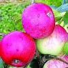 Æble 'Rød Ananas' (Malus domestica 'Rød Ananas') , middelvoksende - 3 års træ i potte 150-200 cm
