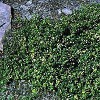 Citrontimian (Thymus citriodorus 'Doone Valley') - Staude i 10 x 10 cm potte
