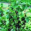 Solbær 'Titania' (Ribes nigrum 'Titania') - Podet på 60 cm stamme