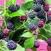 Brombær 'Thornfree' (Rubus fruticosus 'Thornfree') - Buske i 2 liters potte