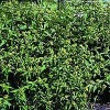 Diervilla (Diervilla sessilifolia 'Dise') - CO buske
