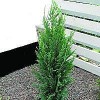 Cypres (Chamaecyparis laws. 'Columnaris Glauca') - 3,5 liter potte 40-50 cm