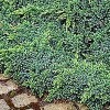 Blå enebær (Juniperus squamata 'Blue Star') - 1,5 liter potte 12-15 cm