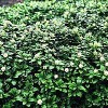 Vinterglans (Pachysandra terminalis 'Green Carpet') - P 10,5