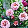 Slyngrose (Rosa 'Aloha') - Slyngrose i 4 l potte