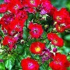 Bunddækkende rose (Rosa 'Bassino') - Bunddækkerose i 4 l potte