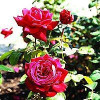 Tehybrid rose (Rosa 'Burgund' ®) - A-kval. Barrodet