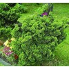Solcypres (Chamaecyparis obtusa 'Nana Gracilis') - 1 liter potte 10-12 cm
