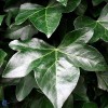 Storbladet vedbend (Hedera hibernica 'Hestor') - CO 175-200 cm.