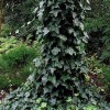Storbladet vedbend (Hedera hibernica 'Hestor') - CO 50- cm