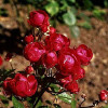 Bunddækkende rose (Rosa 'Mors Dag) - A-kval. Barrodet
