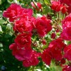 Bunddækkende rose (Rosa 'Sommermärchen'®) - A-kval. Barrodet Sælges kun i bundter a 5 stk