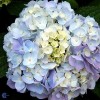 Have-hortensia (Hydrangea macrophylla 'Endless Summer') - Buske i 5 liters potte