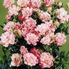 Bunddækkende rose (Rosa 'Easy Cover' ®) - Towne- & Countryrose i 4 l potte