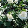 Slyngrose (Rosa 'Schneewalzer') ® - Slyngrose i 4 l potte