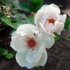 Buskrose (Rosa 'Jacqueline du Pré') - Rosa 'Jacqueline du Pré'