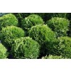 Kuglethuja (Thuja occidentalis 'Danica') - 1,5 liter potte 15-20 cm
