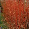 Rødgrenet kornel (Cornus alba 'Sibirica') - Buske i 5 liters potte