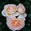 Storblomstret rose (Rosa 'Morten Korch') - Storblomstret rose i 4 l potte