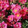 Bunddækkende rose (Rosa 'Tommelise') - Barrodsrose- A kval. Sælges kun i bundter på 5 stk