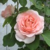 Buketrose (Rosa 'Clair Rennaissance') - Renaissancerose i 4 l potte