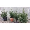 Serbisk gran (Picea omorika) - Med jordklump 80-100 cm