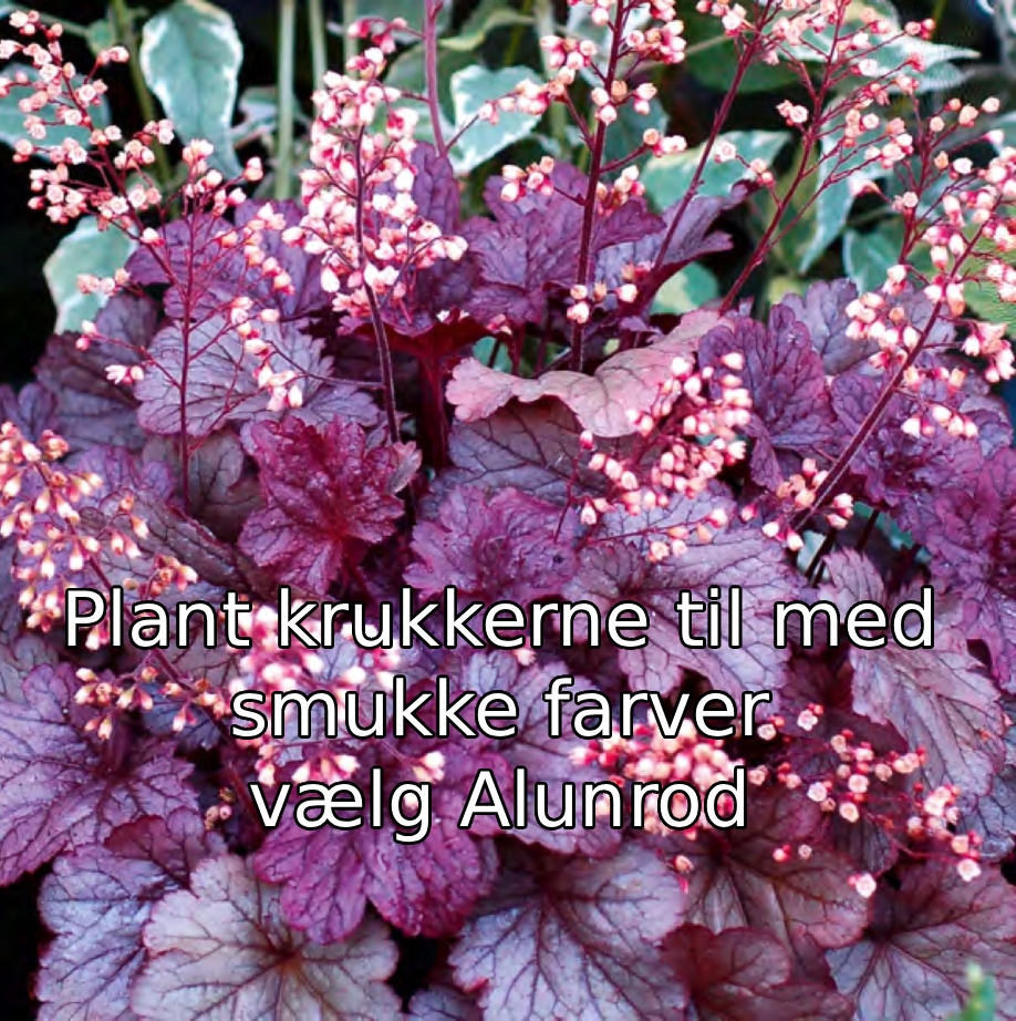 Alundrod Plant krukkerne efterår