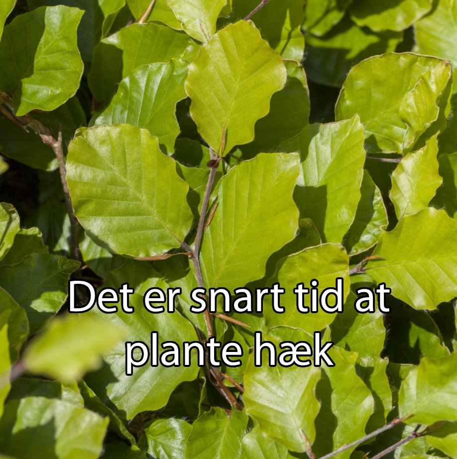 Bøgehæk Bøgehæk ny