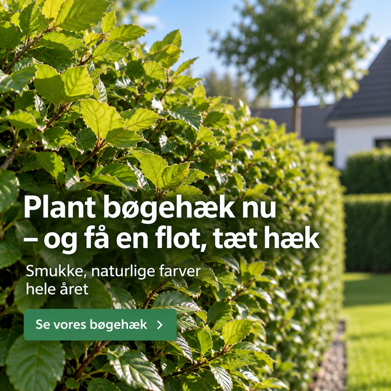 B&oslash;geh&aelig;k ny