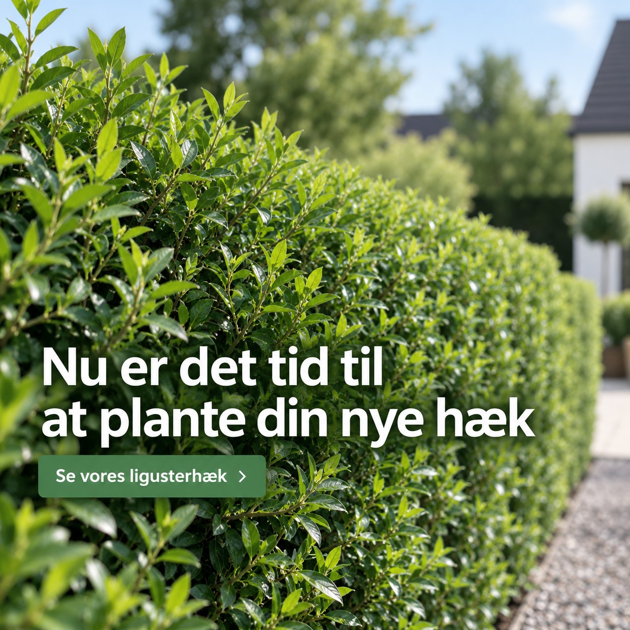 Ground cover - winter gloss
