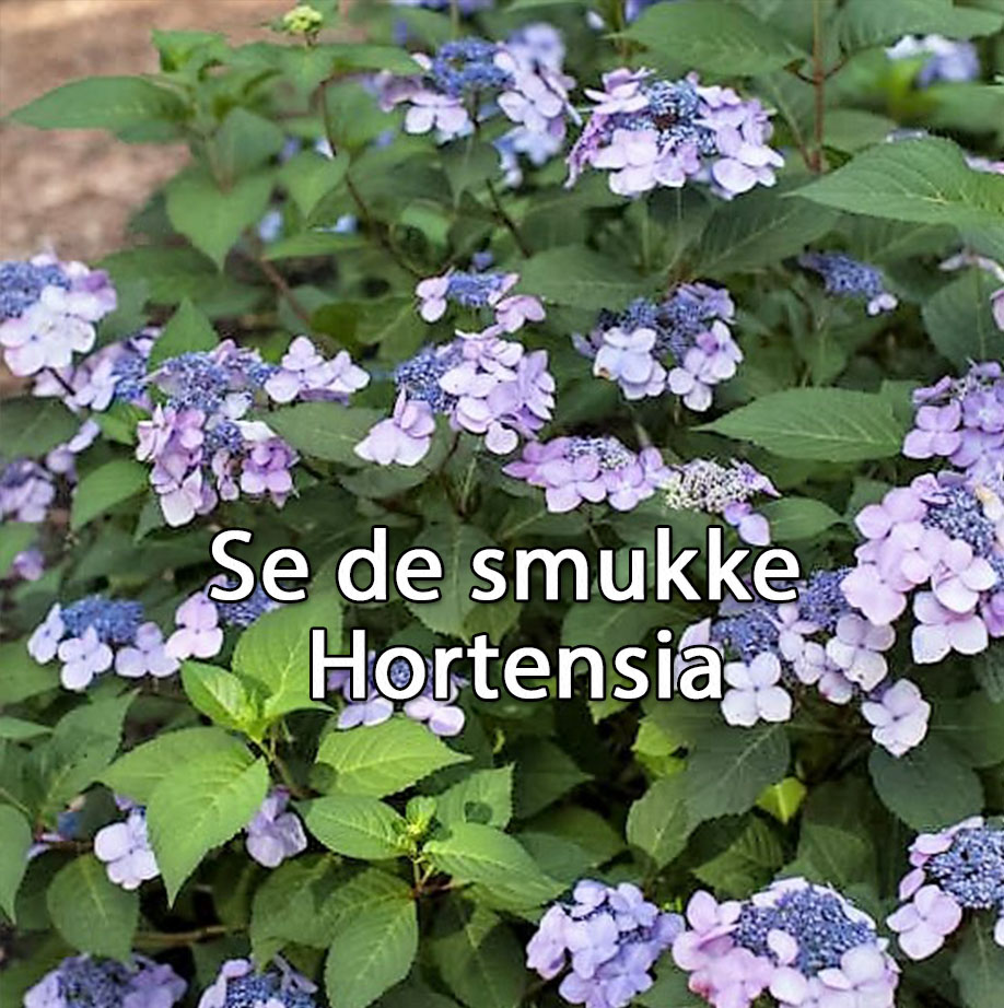 Hortensia